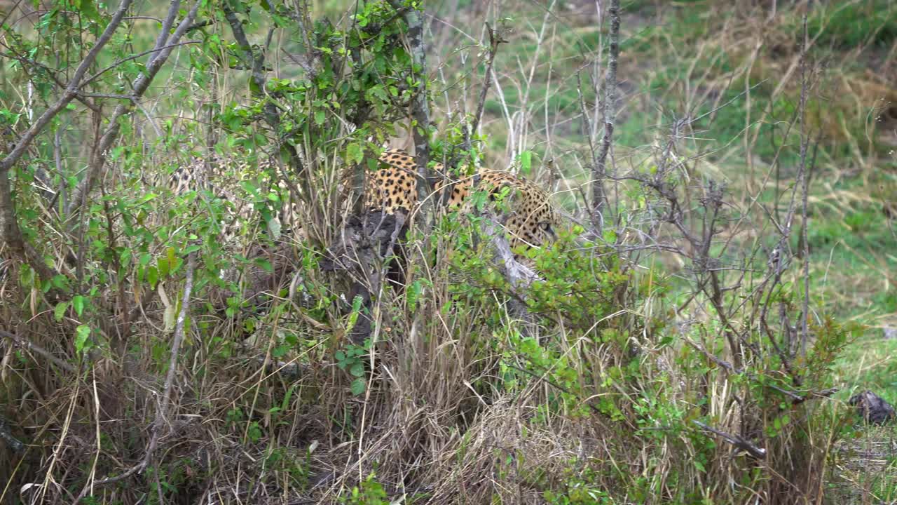 豹- Panthera pardus，非洲大斑点黄猫的镜头，豹属猫科动物科，行走在肯尼亚马赛马拉的绿色灌木丛中，来和呆和坐视频素材