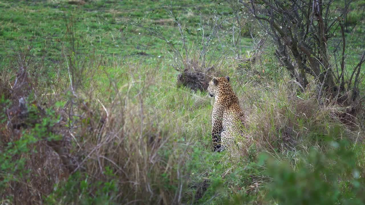 豹- Panthera pardus，非洲大斑点黄猫的镜头，豹属猫科动物科，行走在肯尼亚马赛马拉的绿色灌木丛中，来和呆和坐视频素材