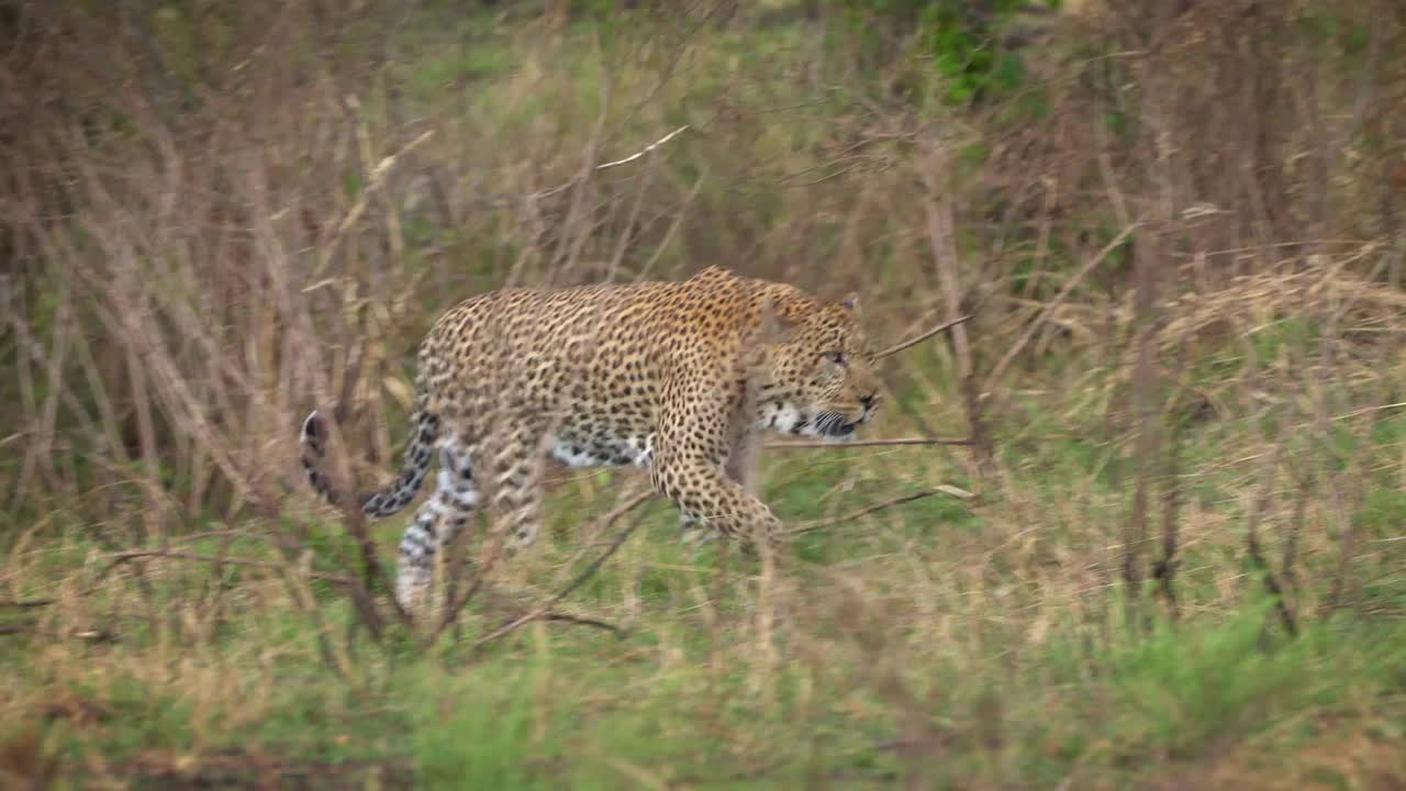 豹- Panthera pardus，非洲大斑点黄猫的镜头，豹属猫科动物科，行走在肯尼亚马赛马拉的绿色灌木丛中，来和呆和坐视频素材