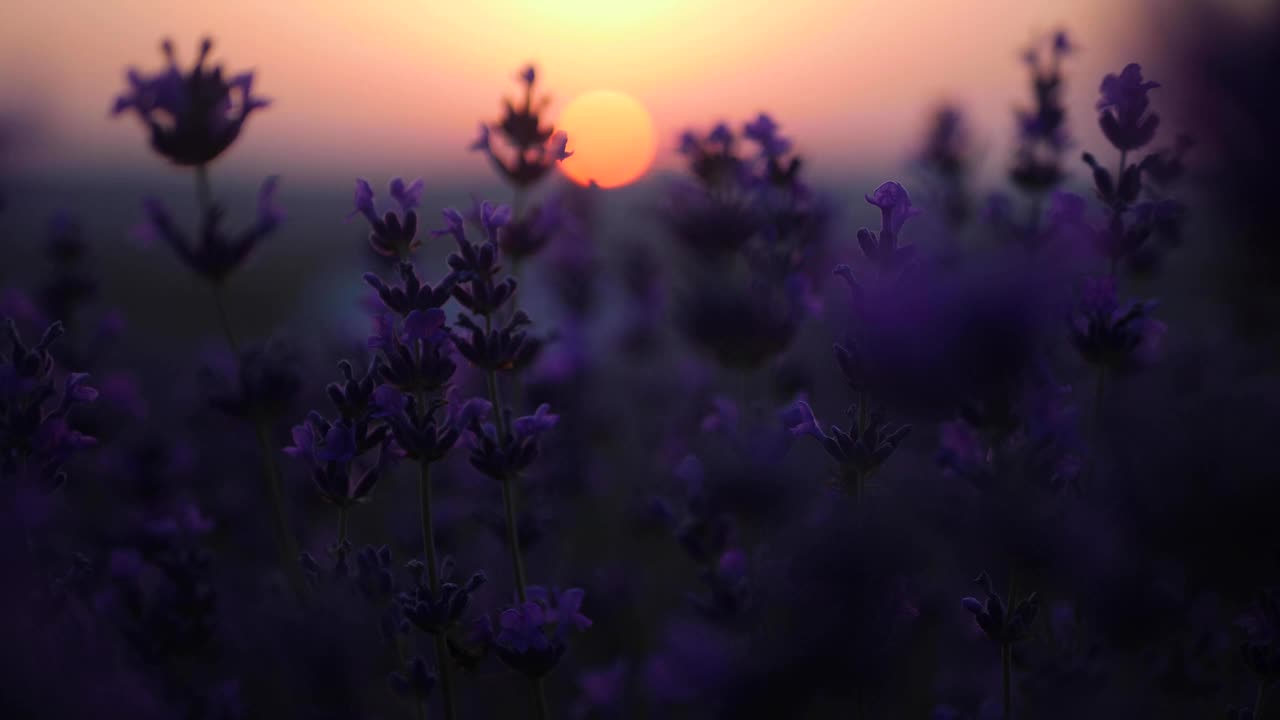 日落时分，薰衣草的花朵摇曳着视频素材