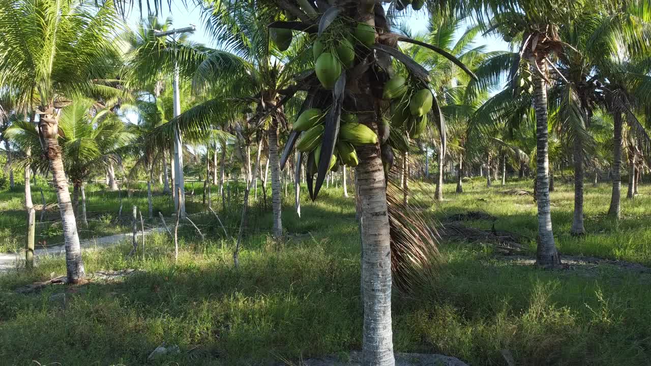 椰子树种植园生产椰子水视频素材