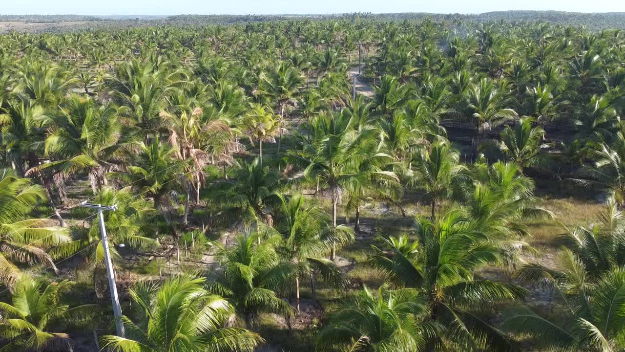 椰子树种植园生产椰子水视频素材