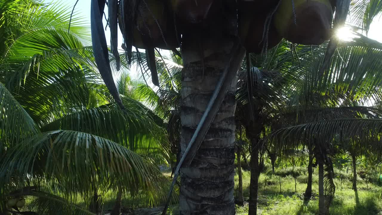 椰子树种植园生产椰子水视频素材