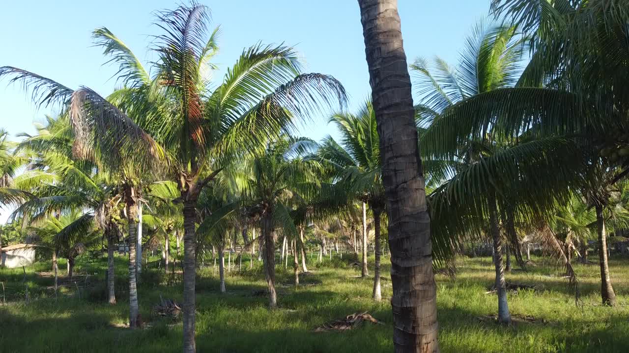 椰子树种植园生产椰子水视频素材