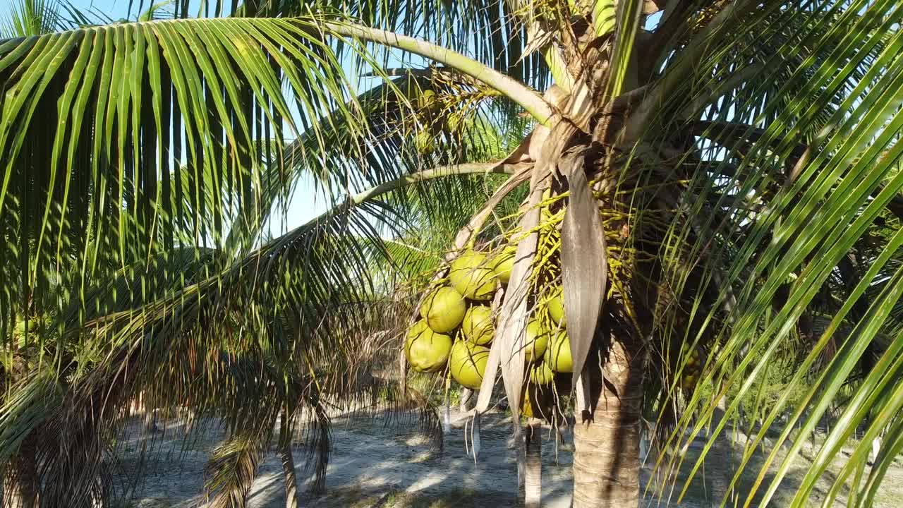 椰子树种植园生产椰子水视频素材