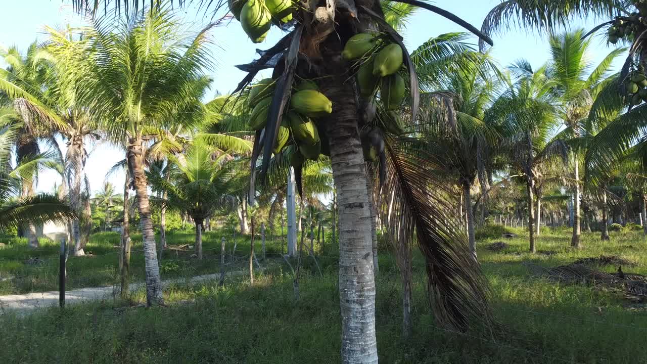 椰子树种植园生产椰子水视频素材