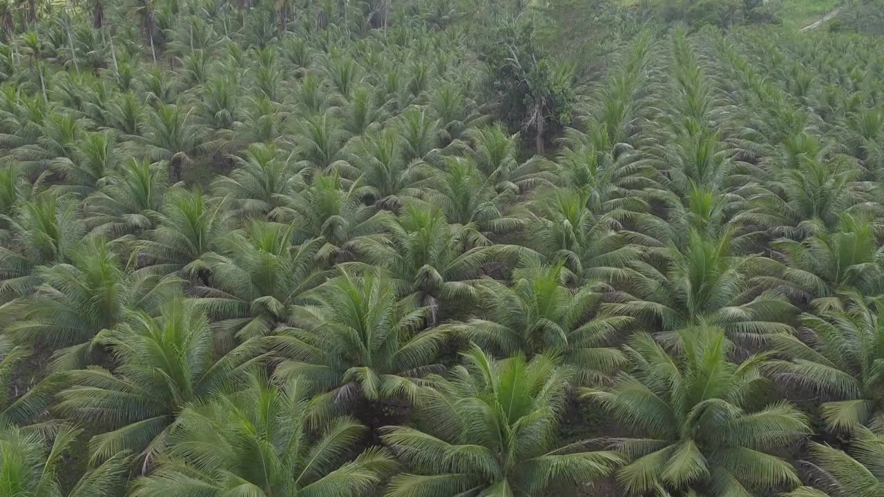 椰子树种植园生产椰子水视频素材