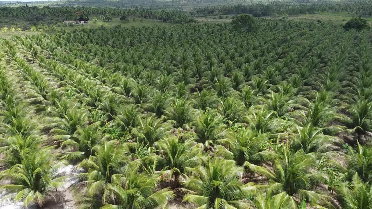 椰子树种植园生产椰子水视频素材