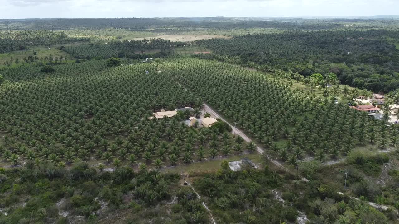 椰子树种植园生产椰子水视频素材