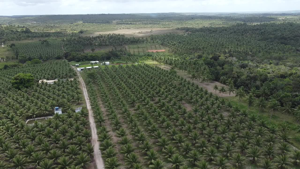 椰子树种植园生产椰子水视频素材