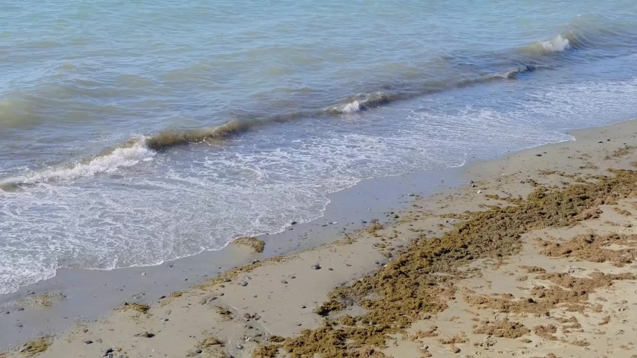 地中海海滩上的亚洲海草(Rugulopterix okamurae)，一种由大型船只从东向西运输的入侵物种。视频素材