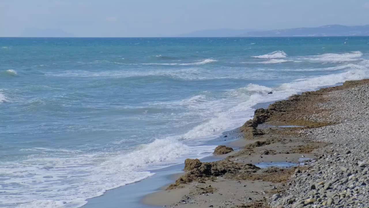 地中海海滩上的亚洲海藻害虫(Rugulopterix okamurae)视频素材