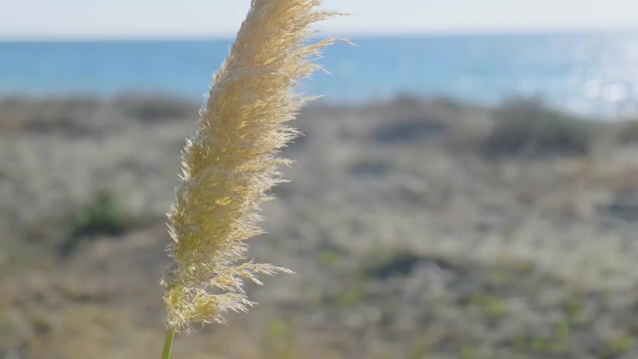 风击打着植物，背景是大海，电影视频视频素材