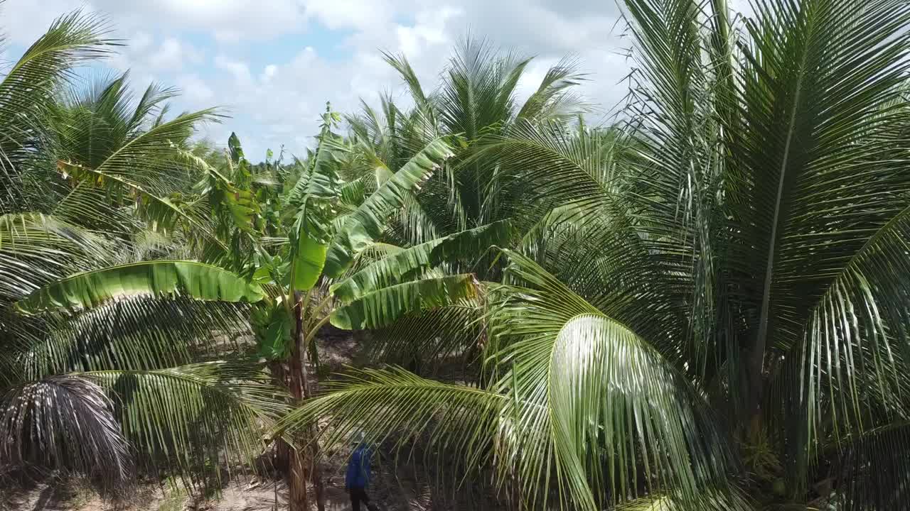 椰子树种植园生产椰子水视频素材