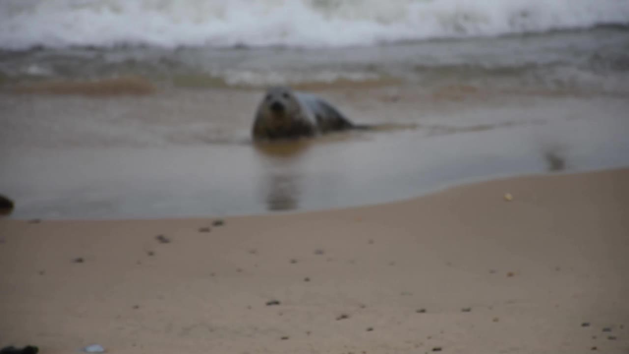 英国霍尔西海滩，野生海豹在海滩上玩耍视频下载