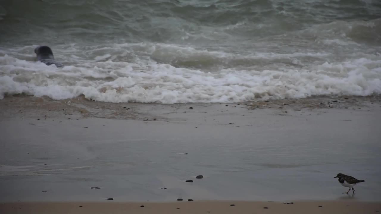 英国霍尔西海滩，野生海豹在海滩上玩耍视频下载