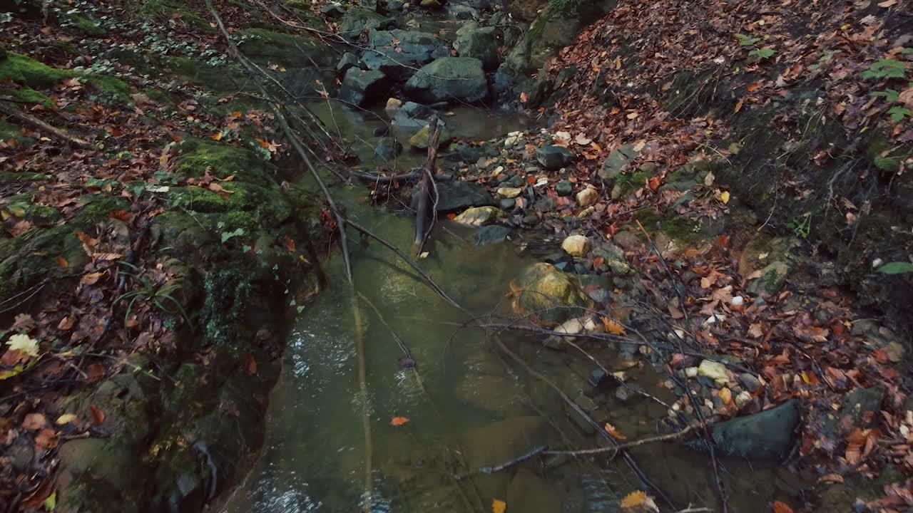 森林里的小溪，特写镜头视频素材