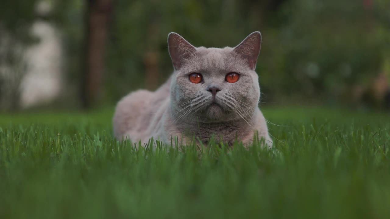 可爱的苏格兰猫在后院的花园里。美丽的苏格兰户外猫视频素材