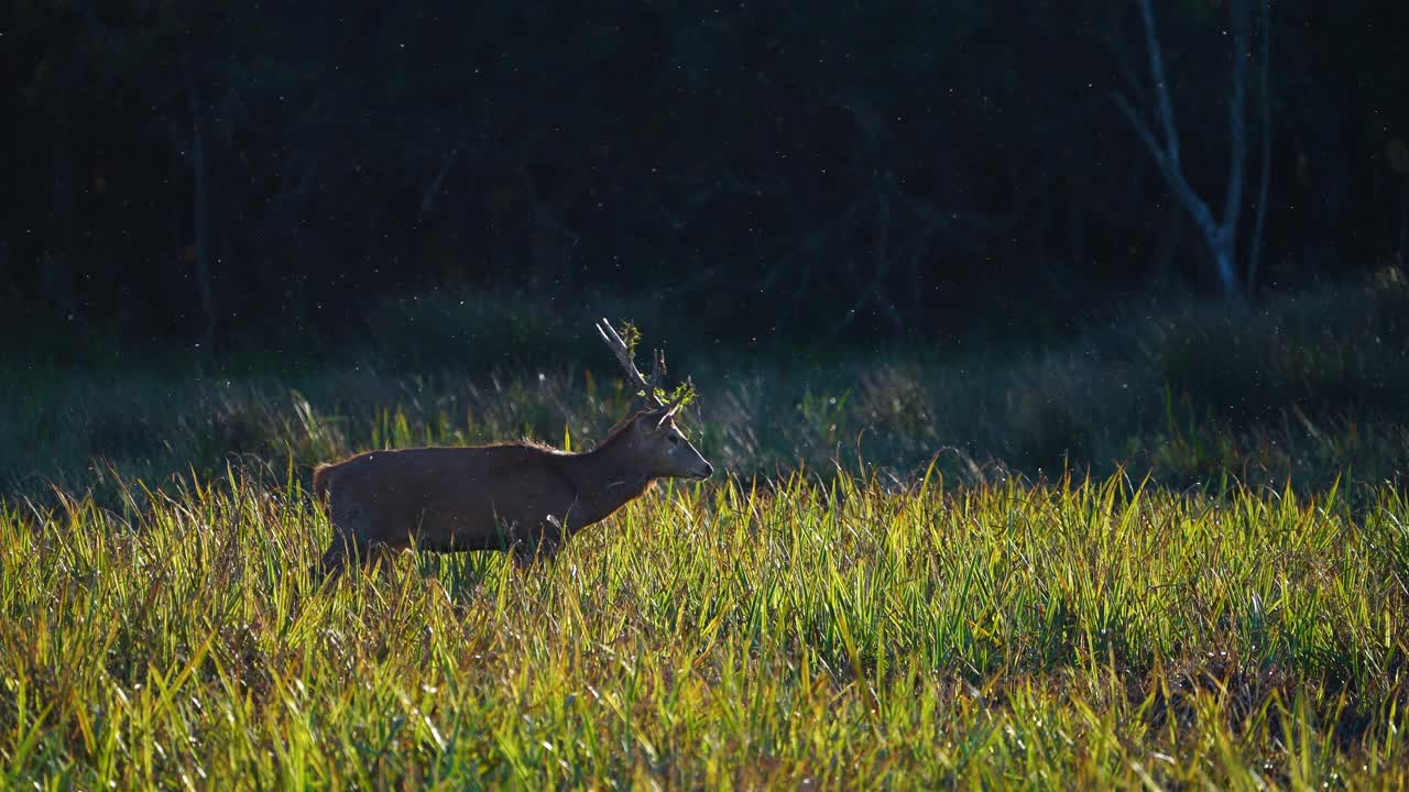 普通鹿或红鹿(Cervus elaphus)视频素材