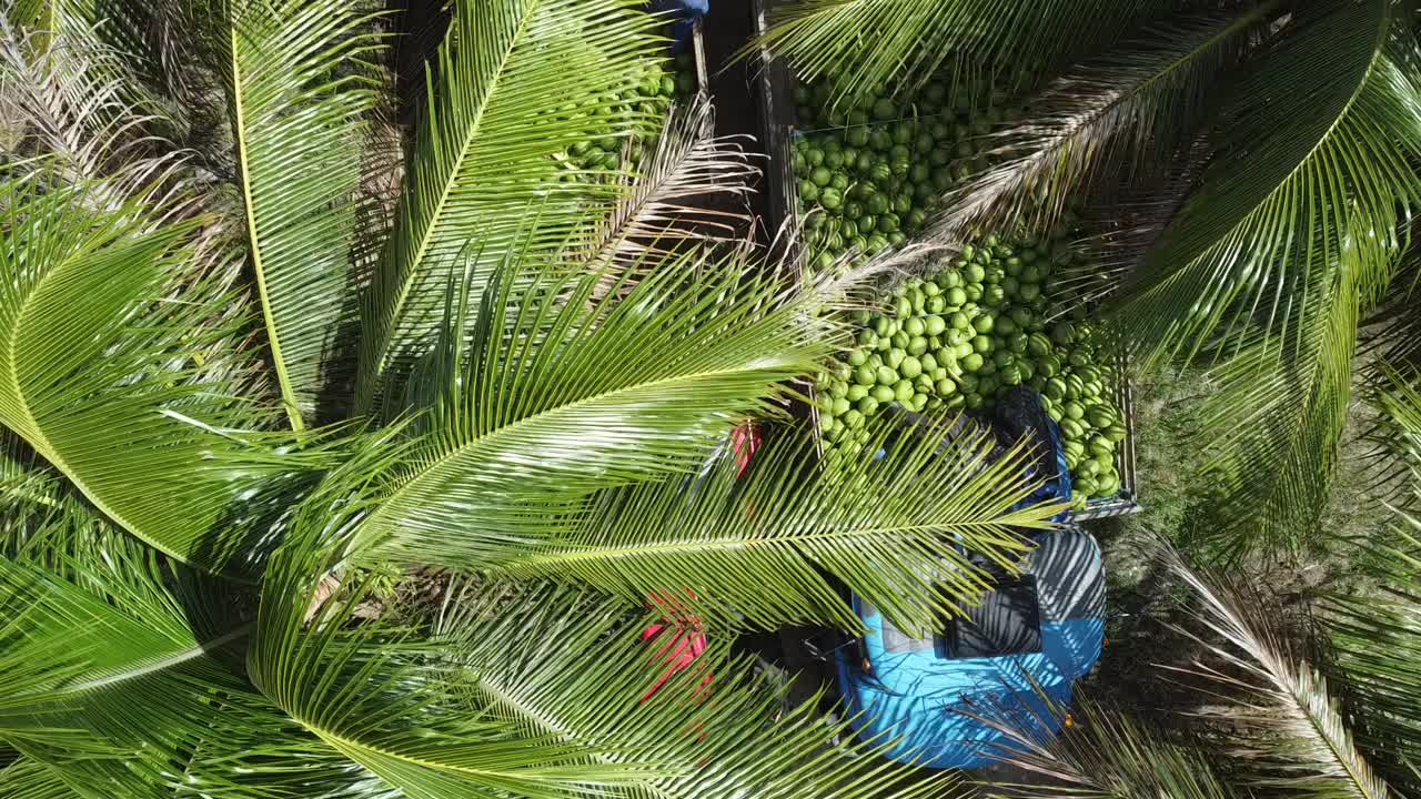 椰子树种植园生产椰子水视频素材