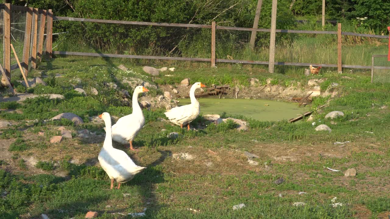 农场动物白鹅和农场鸡。农业的概念。视频素材