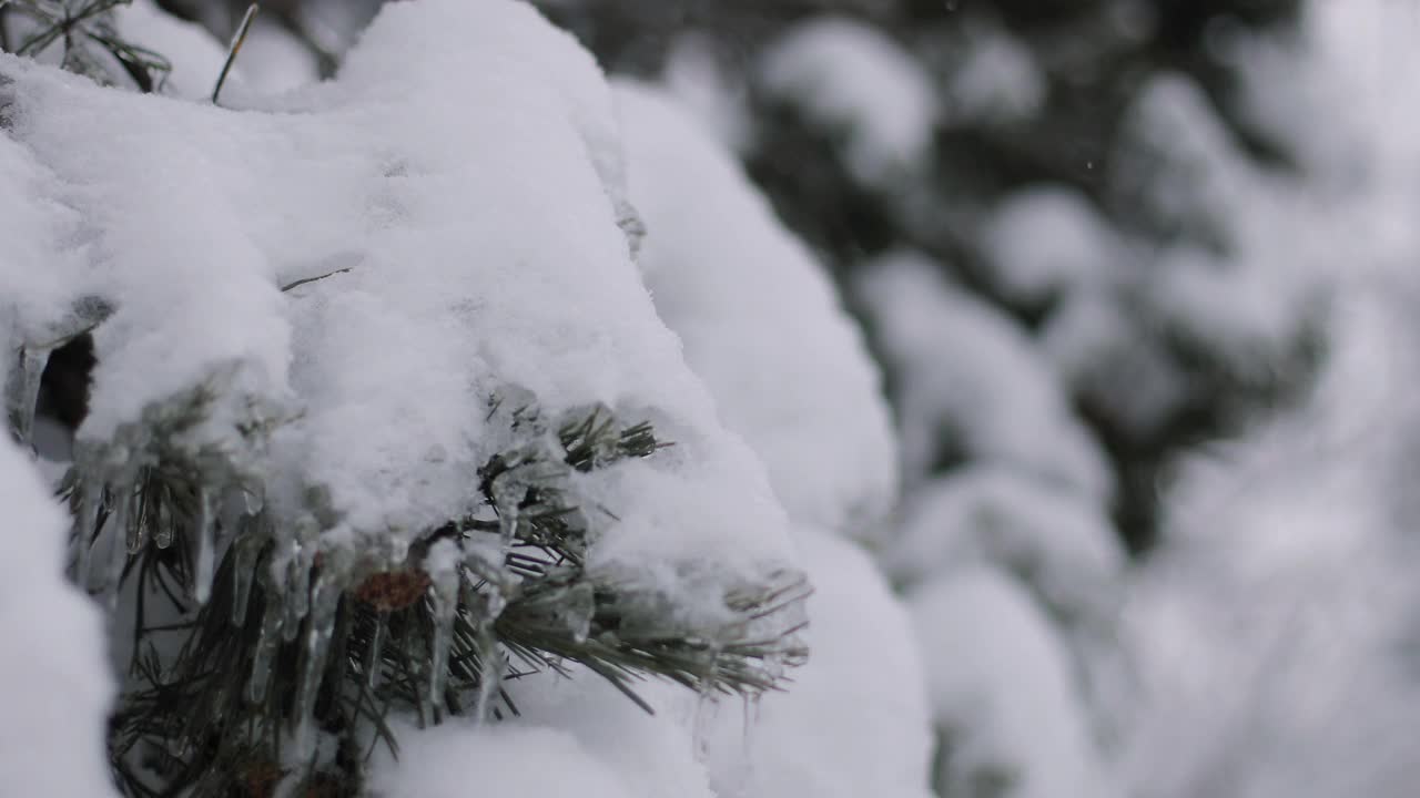 冬天的一天，公园里美丽茂盛的圣诞树树枝上挂满了雪花视频素材