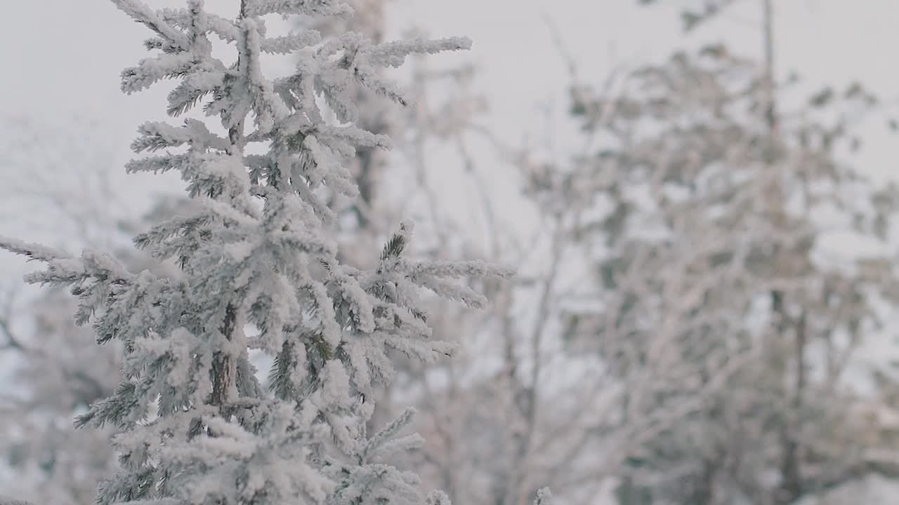 冬天的森林里，冰雪覆盖着冷杉树枝。现场。松树经过大雪，自然在冬天寒冷的季节视频素材