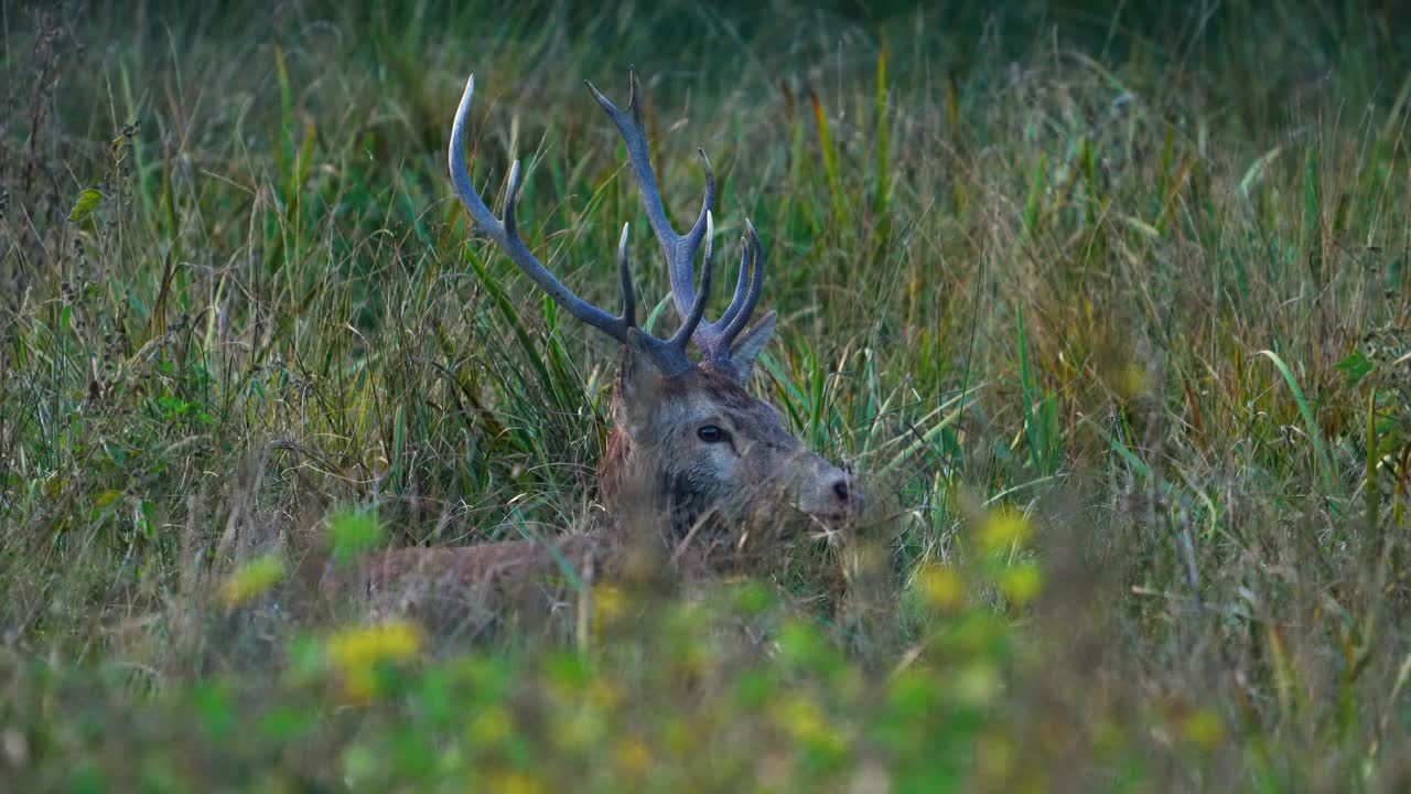 普通鹿或红鹿(Cervus elaphus)视频素材