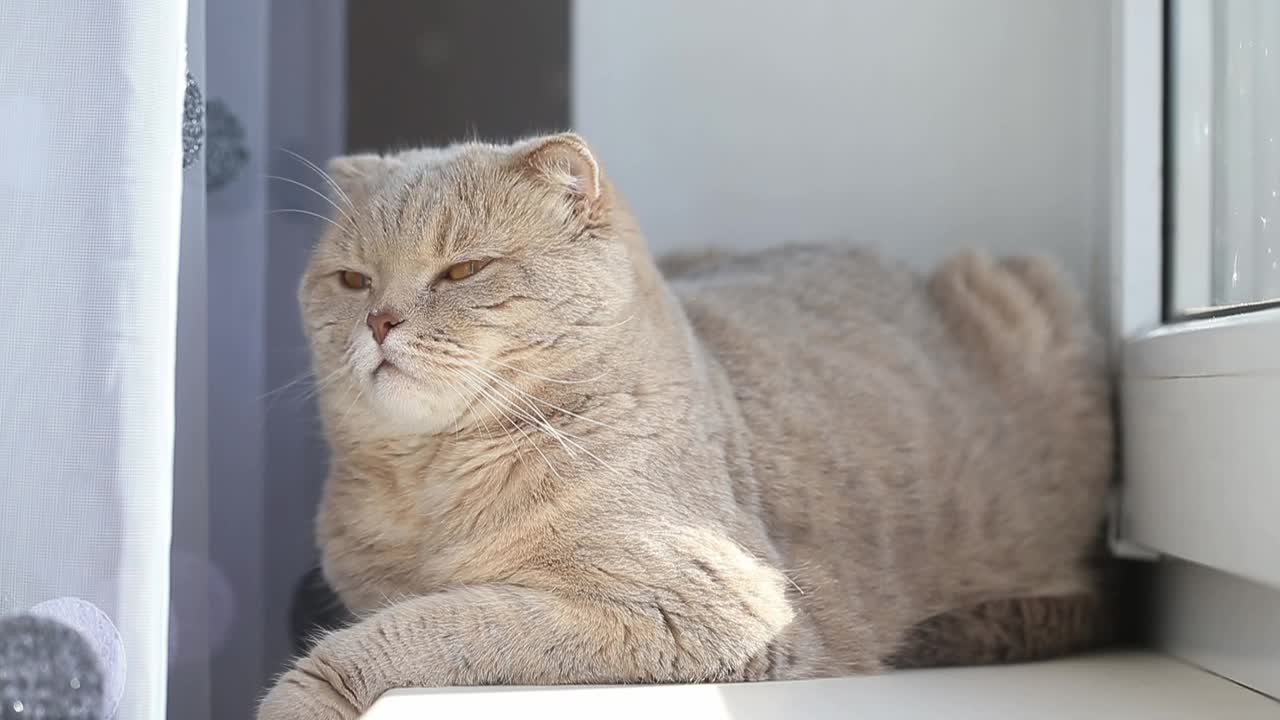 可爱好奇的苏格兰折猫在窗边放松，特写肖像视频素材