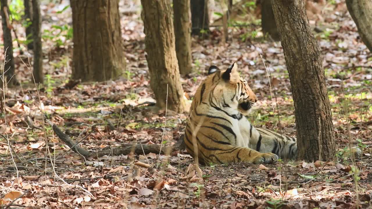 印度中央邦bandhavgarh国家公园或老虎保护区的野生雄性孟加拉虎的近距离拍摄视频素材