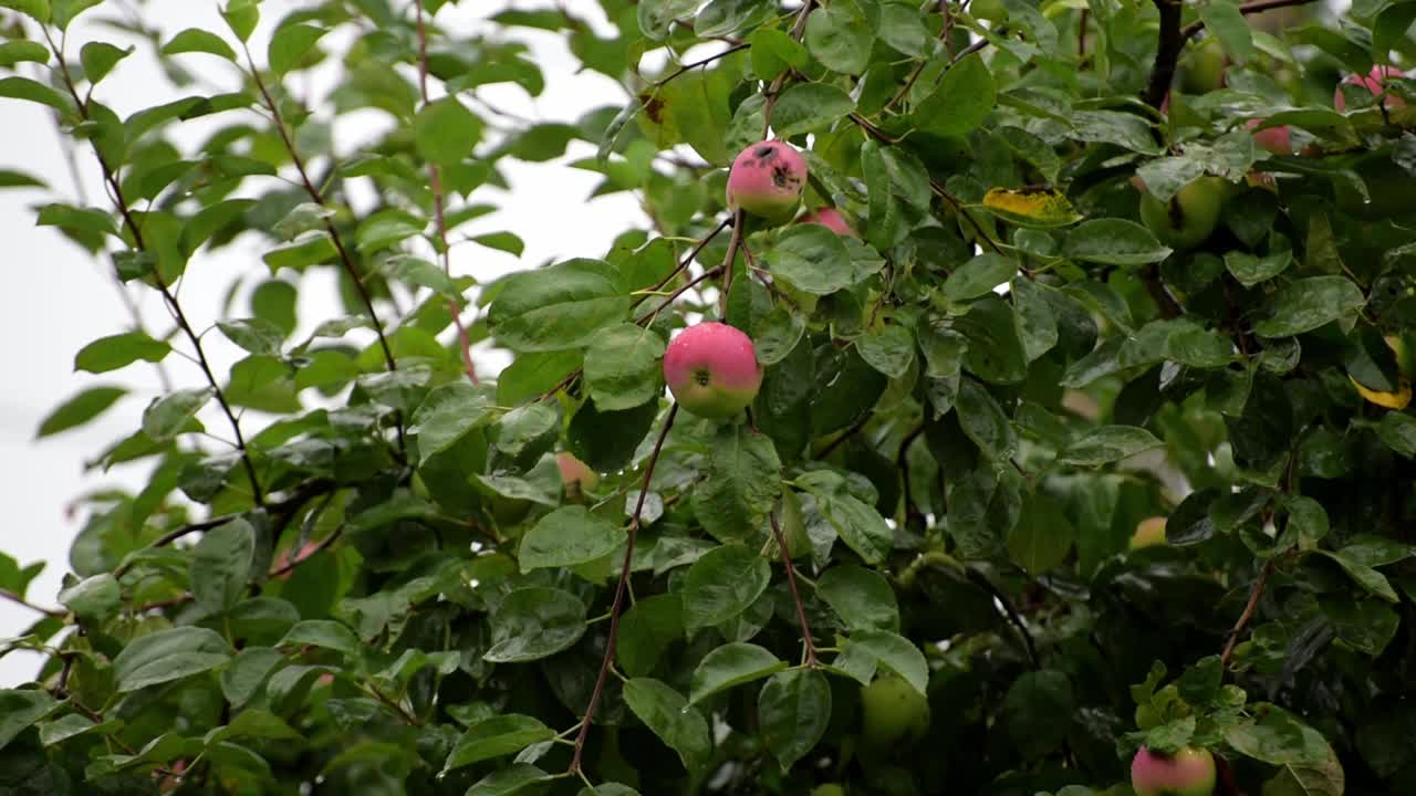 在倾盆大雨中，苹果树枝上挂着苹果视频下载