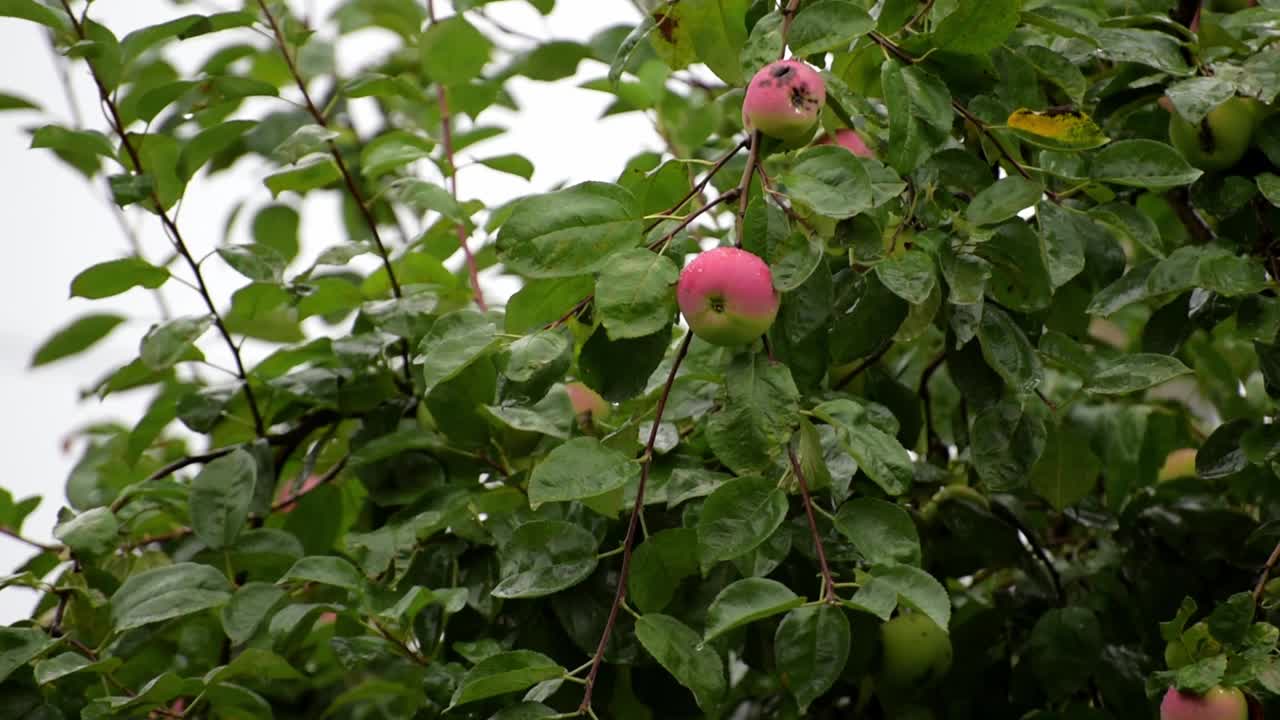 在倾盆大雨中，苹果树枝上挂着苹果视频下载