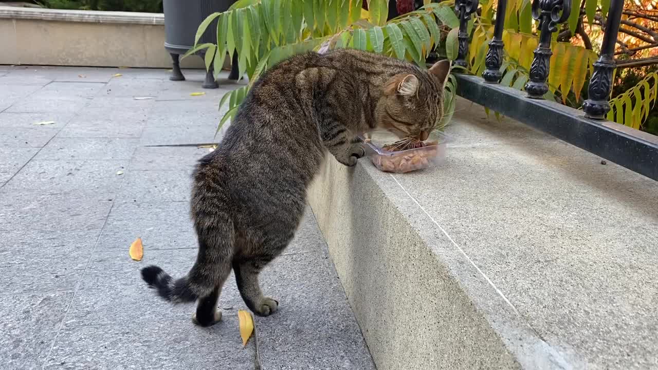 花斑灰猫站在公园里吃东西。视频素材