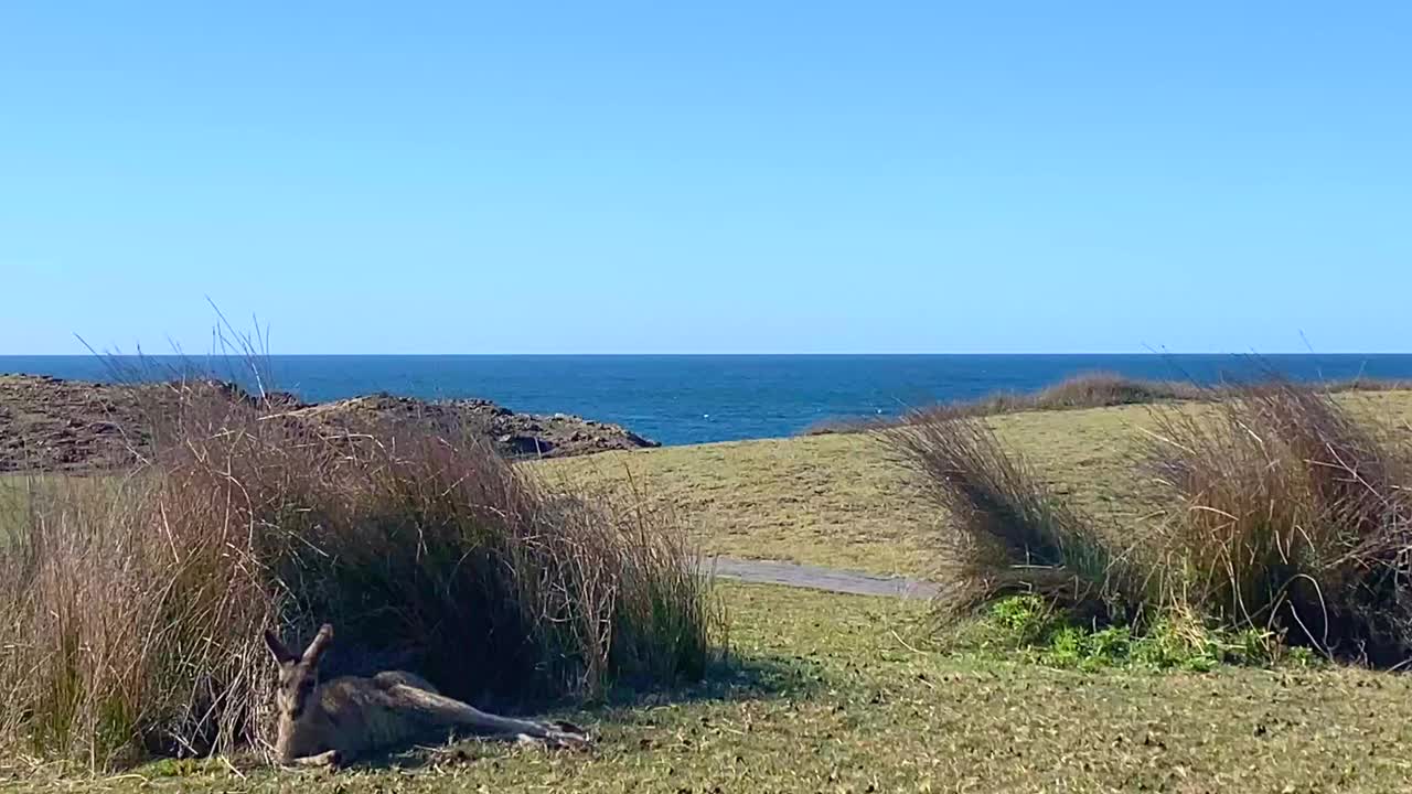 野生袋鼠在海滩岬休息视频素材