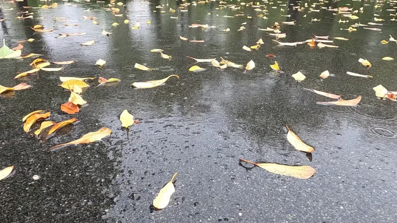 雨滴落进公园的水坑里视频素材