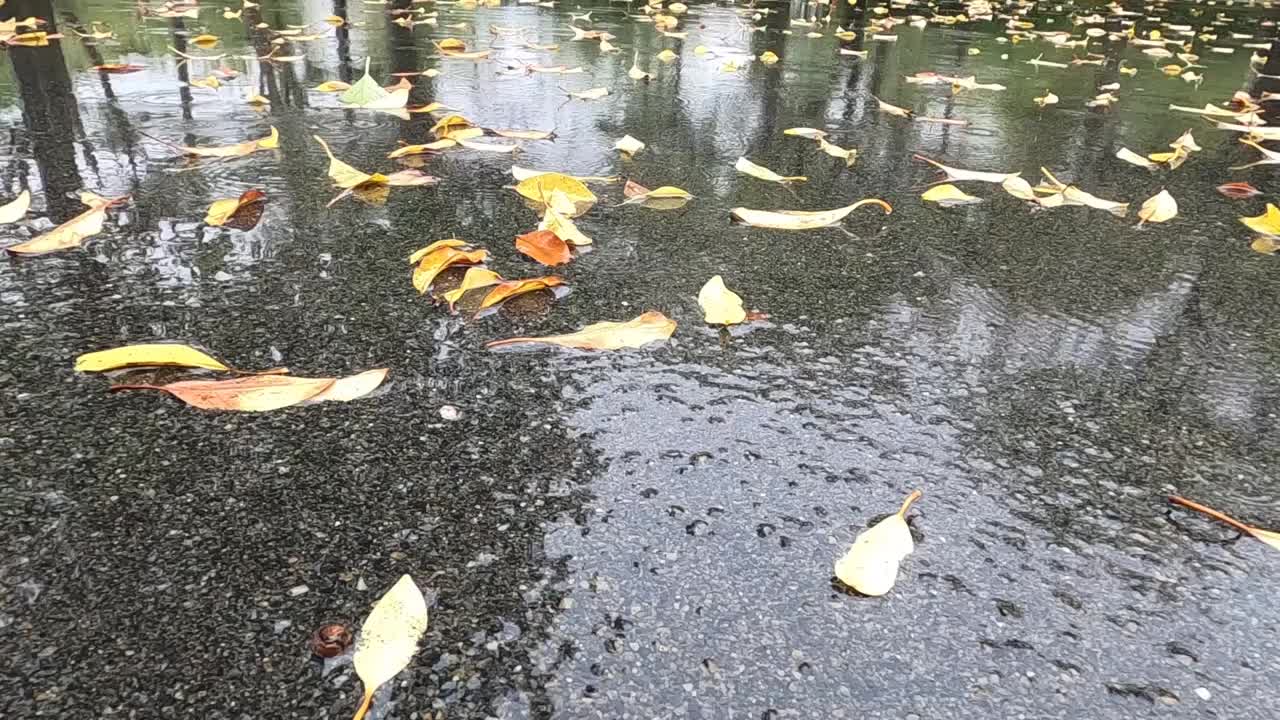 雨滴落进公园的水坑里视频素材