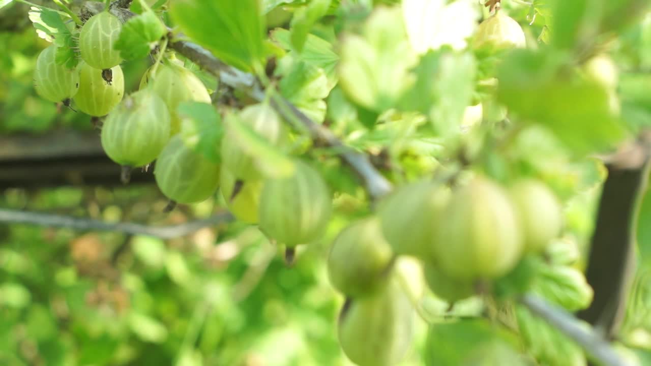 在果园里，一束成熟的黄绿色醋栗(Ribes uva-crispa)的枝条，改变了焦点。农业丰收的季节视频素材