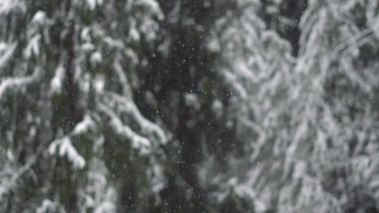 在印度喜马偕尔邦的马纳里，冬天下雪时，森林里的松树前飘落的雪的特写慢动作镜头。冬天森林里的雪。视频素材