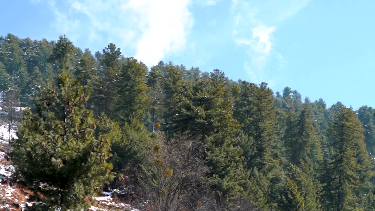 印度喜马偕尔邦马纳利山顶上的松树。冬天山上有松树。自然背景。视频素材