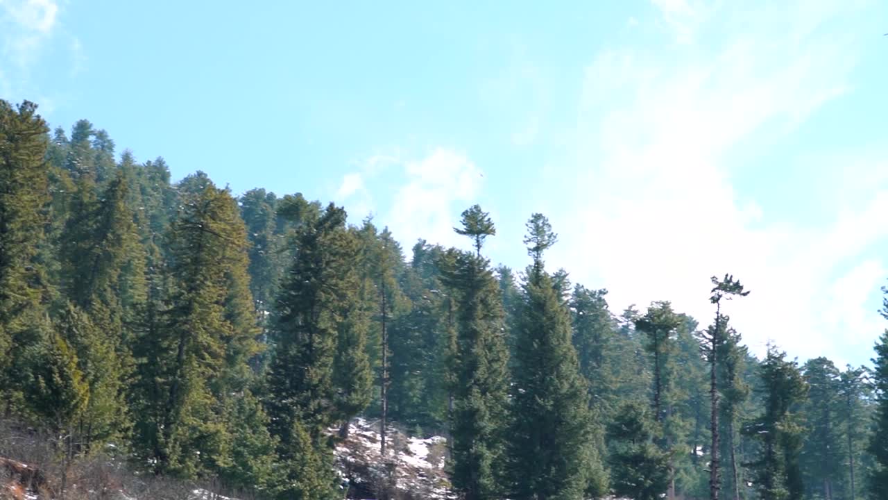 印度喜马偕尔邦马纳利山顶上的松树。冬天山上有松树。自然背景。视频素材