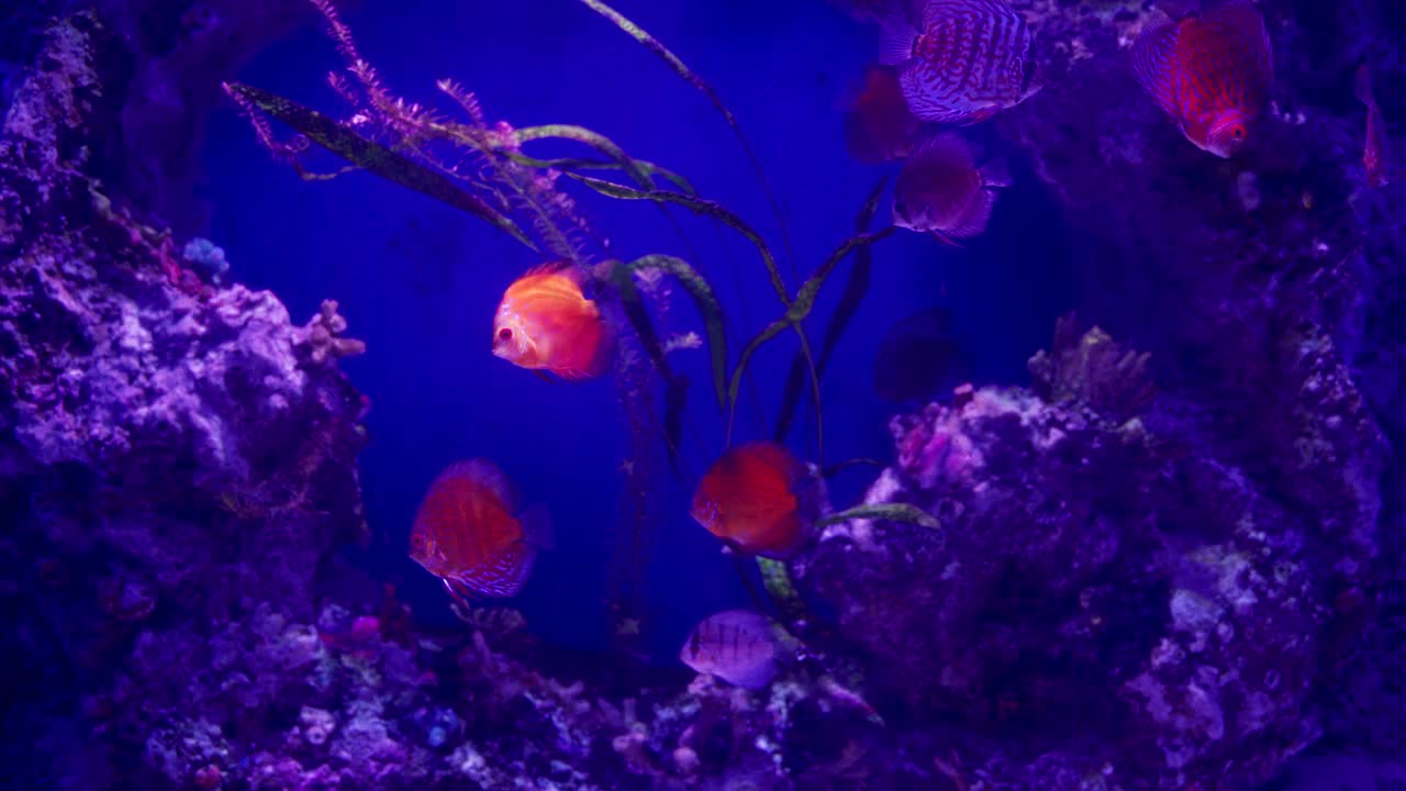 一群五彩缤纷的铁饼鱼在水下游泳，海洋生命的概念。视频素材