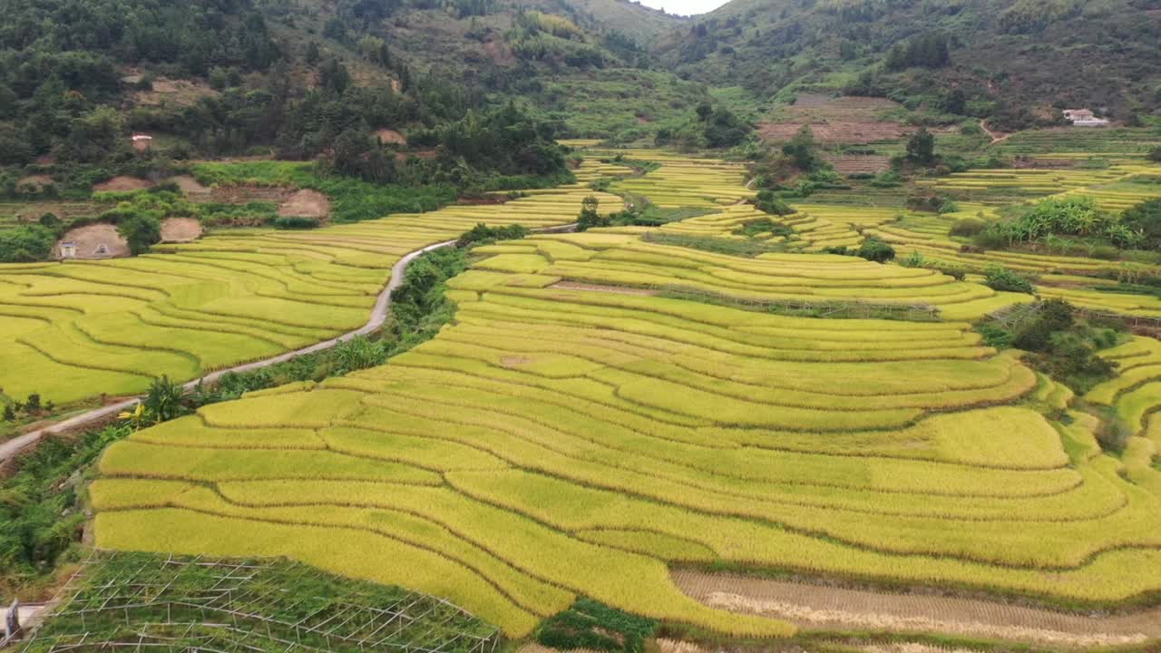 稻田在秋天成熟视频素材