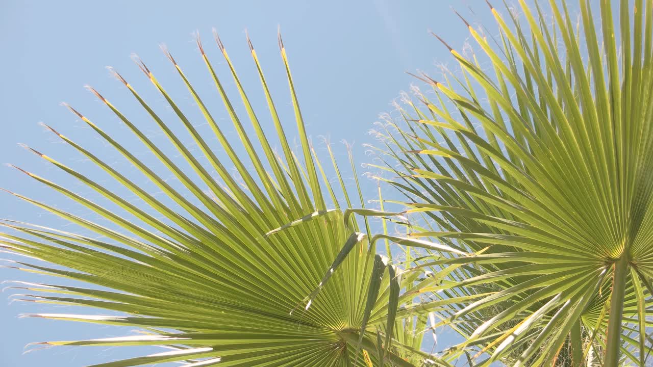 绿色植物，蓝天。视频素材