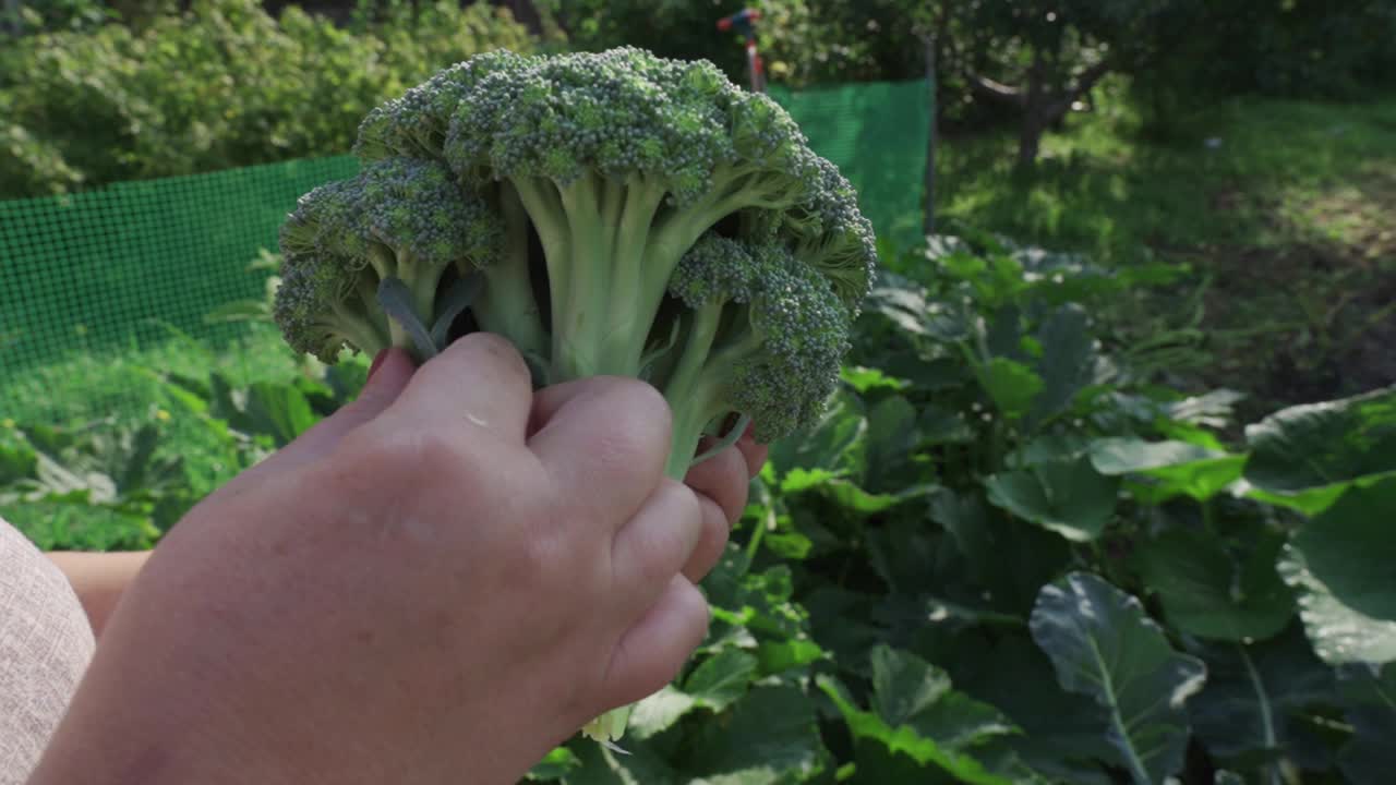 一个女人的手拿着成熟的花椰菜。视频素材