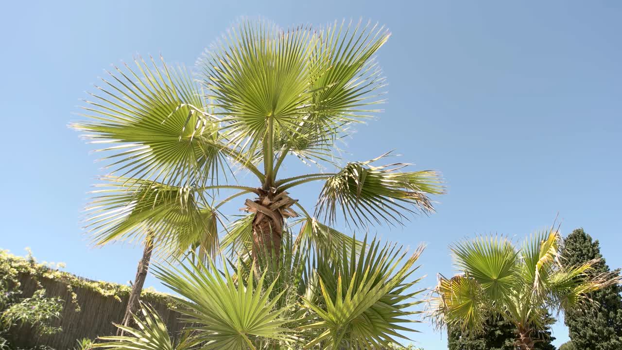 棕榈树和天空背景。视频素材