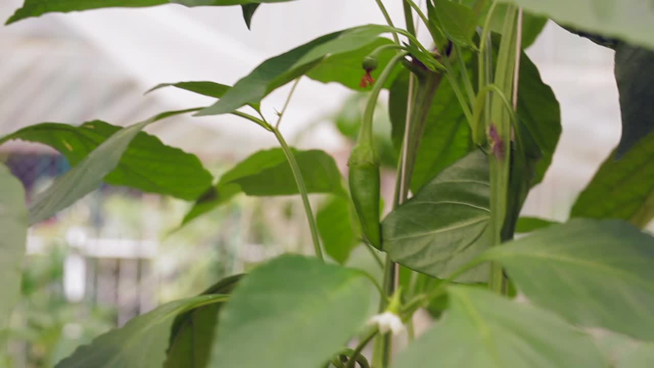 青椒种植在花园中心。滑块拍摄视频素材