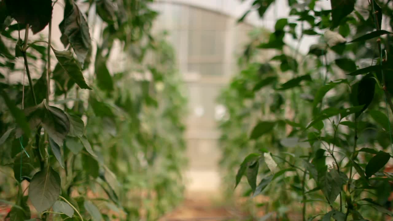 青椒种植在花园中心。滑块拍摄视频素材