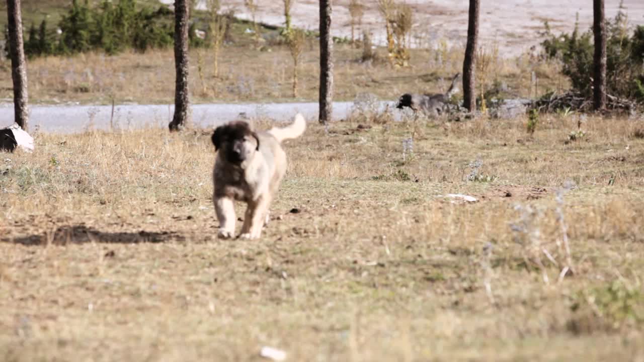 一只小牧羊犬跑向镜头视频素材