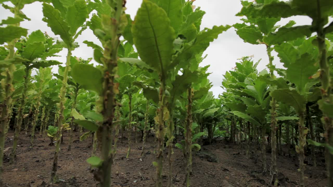 在里面，一排排的烟草植物之间。滑块。视频素材