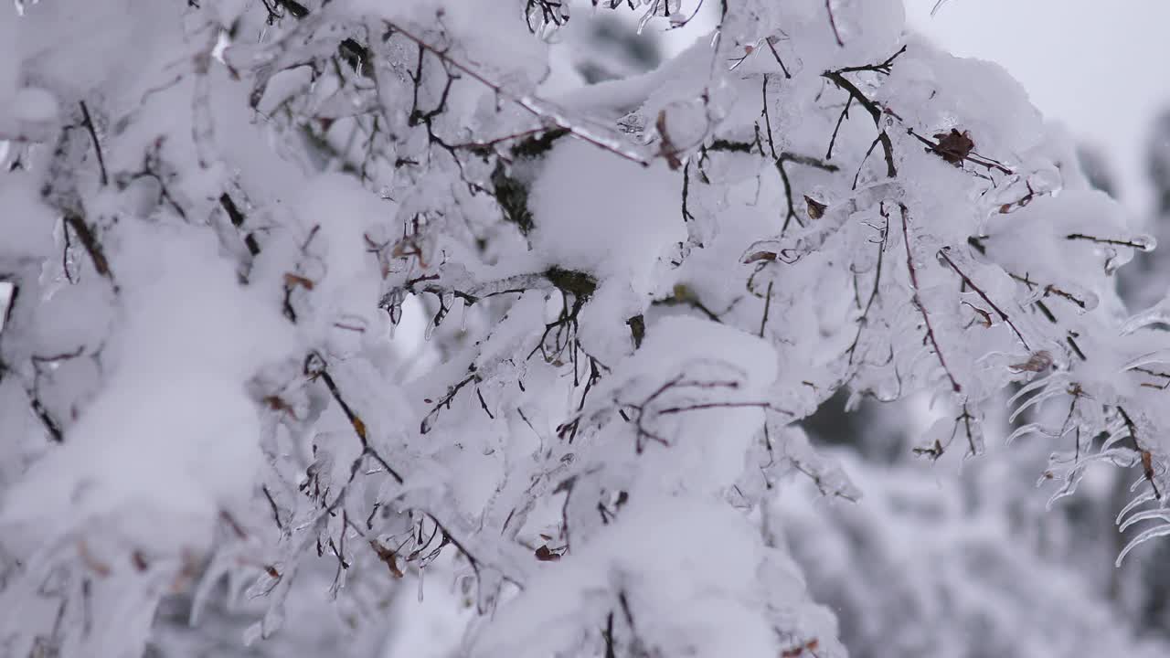 冬天的一天，公园里美丽茂盛的圣诞树树枝上挂满了雪花视频素材